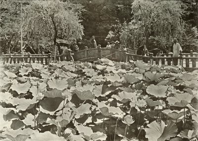 En Lotusdam, 1910. af Herbert Ponting