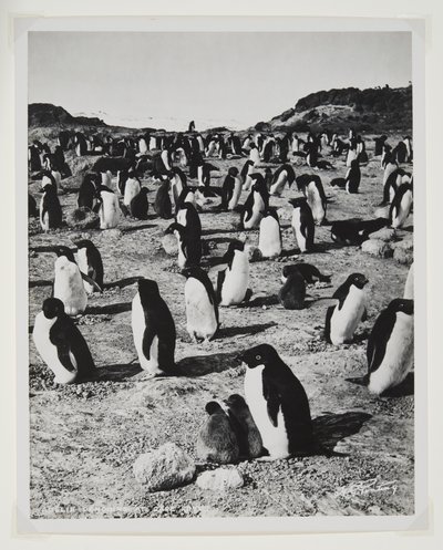 Adelie Penguins på Cape Royds (bromidtryk) af Herbert Ponting