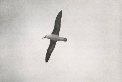 Albatross Soaring, c19101913, 1913 af Herbert Ponting