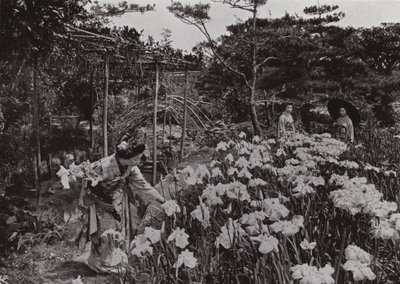 I Iris Garden ved Hori-kiri (s/h foto) af Herbert Ponting