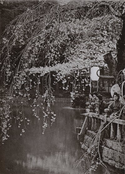 Cherry-Blossom Time i Japan (s/h foto) af Herbert Ponting