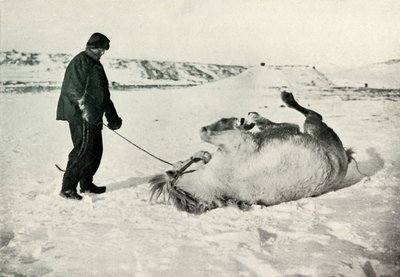 Cherry-Garrard giver sin pony Michael A Roll in the Snow, c1911, 1913 af Herbert Ponting