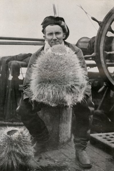 D. G. Lillie, med nogle af de siliciumholdige svampe, c1911, 1913 af Herbert Ponting