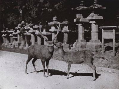 Deer, a Study at Nara (s/h foto) af Herbert Ponting