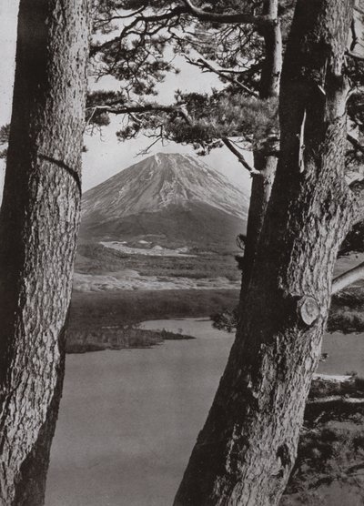Fuji og fyrretræerne (s/h foto) af Herbert Ponting