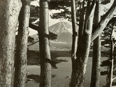 Fuji og fyrretræerne, 1910. af Herbert Ponting