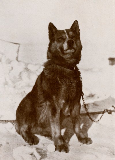 Krisravica, 19101913, 1913 af Herbert Ponting