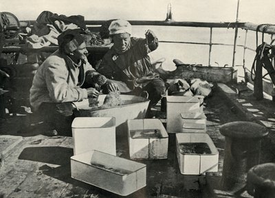 Lillie og Dr. Levick sorterer en trawlfangst, c19101913, 1913 af Herbert Ponting