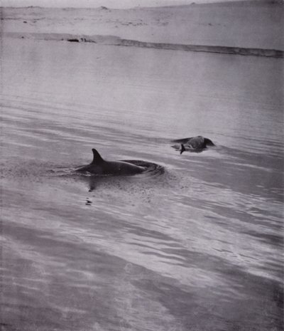 "På alle sider spækhuggere" (s/h foto) af Herbert Ponting