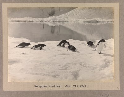 Seks Adelie-pingviner hviler sig på isen af Herbert Ponting