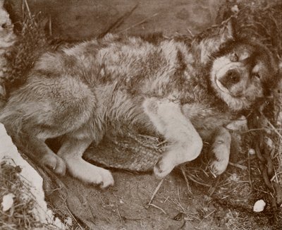 Level Malingering, C17101213, 1913 af Herbert Ponting