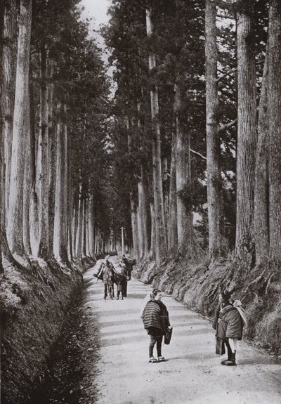 Cryptomerias Avenue ved Nikko (s/h foto) af Herbert Ponting