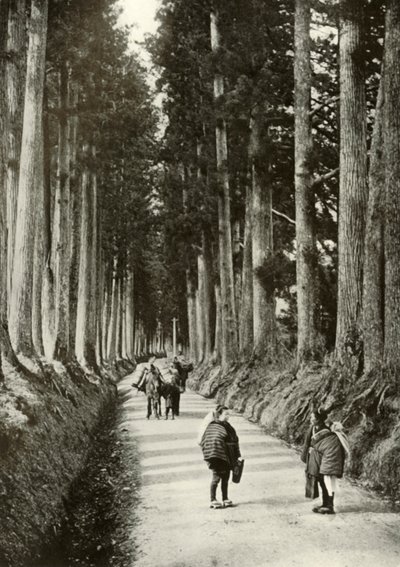 Cryptomerias i Nikko, 1910. af Herbert Ponting