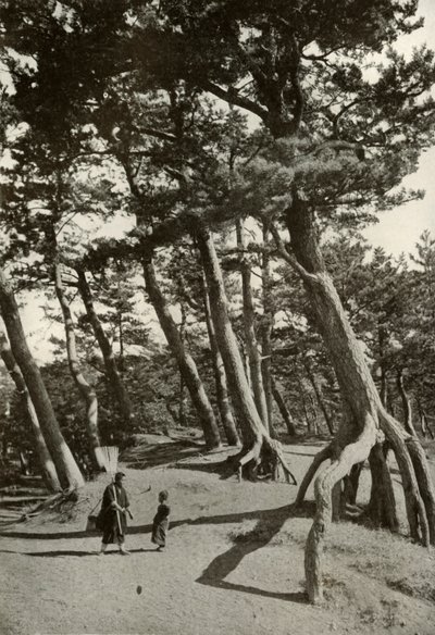 The Pines of Shizu-Ura, 1910. af Herbert Ponting