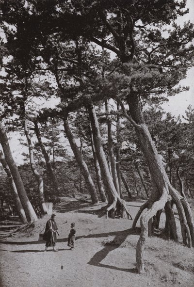 The Pines of Shizu-ura (s/h foto) af Herbert Ponting