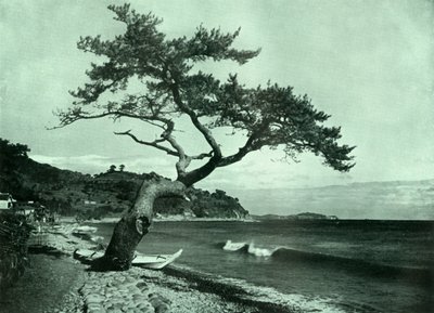 Træet og bølgen, 1910. af Herbert Ponting