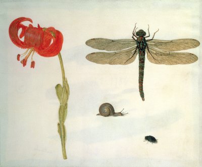 Studie af en rød tigerlilje, en snegl, en bille og en guldsmede (gouache på vellum) af Herman Henstenburgh