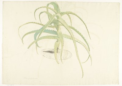 Aloe perfoliata af Herman Saftleven