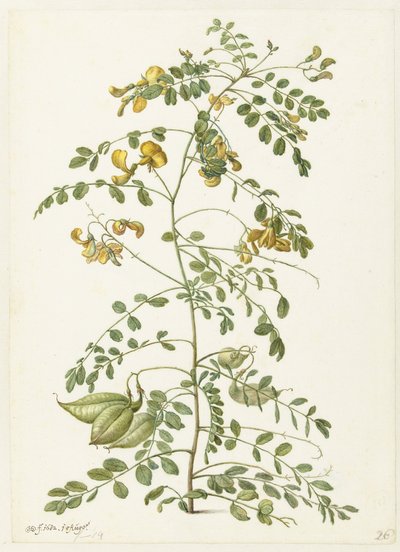  af Herman Saftleven