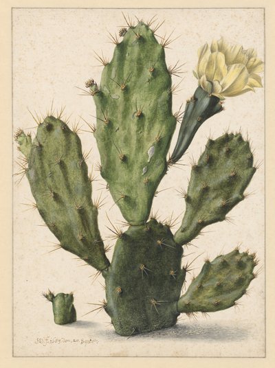 Pærekaktus i blomst af Herman Saftleven