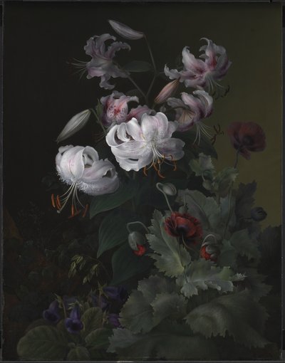 Blomstrende planter af Hermania Neergaard