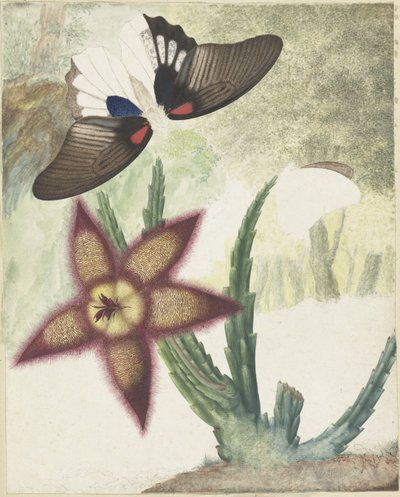 To sommerfugle og en fembladet gul-lilla blomst af Hermanus de Wit