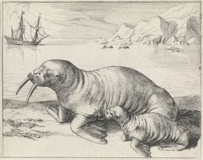 Hvalros ved Spitsbergen af Hessel Gerritsz