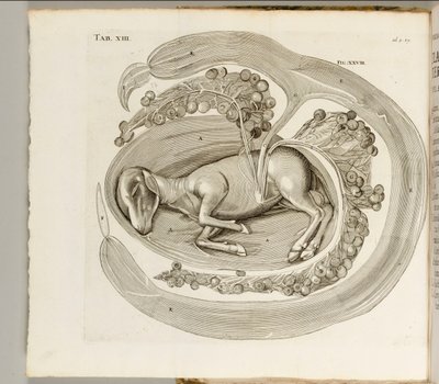 Et dyr i livmoderen, 1738 af Hieronymus Fabricius ab Aquapendente