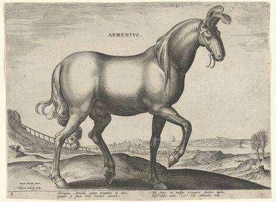 Hest fra Armenien (Armenius) Armeniere (titel på objekt) Hesteracer fra de kongelige stalde i Don Juan af Østrig (serietitel) Equile Ioannis Austriaci Caroli (serietitel) af Hieronymus Wierix