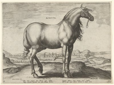 Hest fra Grækenland (Achivus) Achivvs (titel på objekt) Hesteracer fra de kongelige stalde i Don Juan af Østrig (serietitel) Equile Ioannis Austriaci Caroli (serietitel) af Hieronymus Wierix