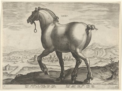Hest fra Sachsen Saxo (titel på objekt) Hesteracer fra de kongelige stalde i Don Juan af Østrig (serietitel) Equile Ioannis Austriaci Caroli (serietitel) af Hieronymus Wierix