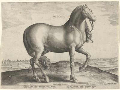 Hest fra Sicilien (Siculus) Sicvlvs (titel på objekt) Hesteracer fra de kongelige stalde i Don Juan af Østrig (serietitel) Equile Ioannis Austriaci Caroli (serietitel) af Hieronymus Wierix
