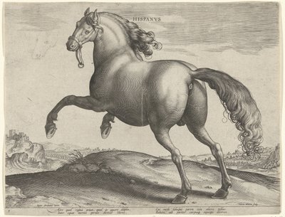 Hest fra Spanien (Hispanus Alter) Hispanvs (titel på objekt) Hesteracer fra de kongelige stalde i Don Juan af Østrig (serietitel) Equile Ioannis Austriaci Caroli (serietitel) af Hieronymus Wierix