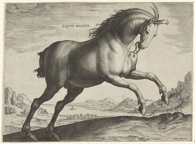 Hest af racen Equus Regius (den kgl.) Eqvvs Regivs (titel på objekt) Hesteracer fra de kongelige stalde i Don Juan af Østrig (serietitel) Equile Ioannis Austriaci Caroli (serietitel) af Hieronymus Wierix