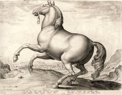 Gallicus fra serien Heste fra stalden af Don Juan af Østrig (gravering på væv) af Hieronymus or Jerome Wierix
