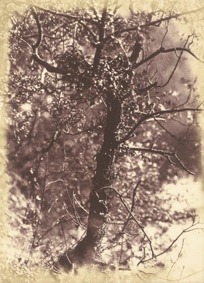 Ivy Covered Tree i Colinton af Hill and Adamson