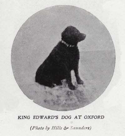 Kong Edward VII