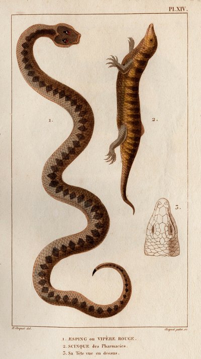 Aesping eller Red Vipere, Skink fra apoteker, hans hoved set ovenfor." Fauna des Mdecins eller historien om dyr og deres produkter af Hippolyte Cloquet" - bind 6 - 1825. af Hippolyte Cloquet