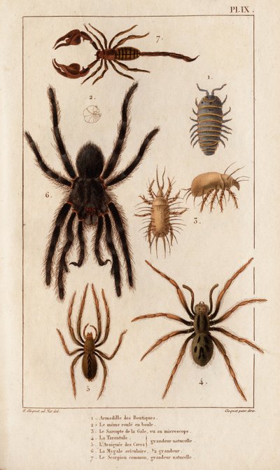 Amardille af butikkerne, Sascopte af fnat, Tarantula, Araignee af scaves, Mygale, Scorpio. af Hippolyte Cloquet