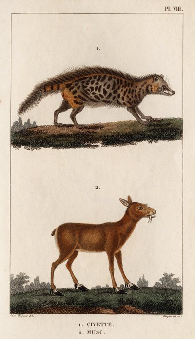 Civet og Musk." "Fauna des Mdecins eller historien om dyr og deres produkter af Hippolyte Cloquet" - bind 6 - 1825. af Hippolyte Cloquet