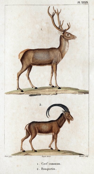 Hjorte og stenbukke." "Fauna des Mdecins eller historie om dyr og deres produkter af Hippolyte Cloquet" - bind 6 - 1825. af Hippolyte Cloquet