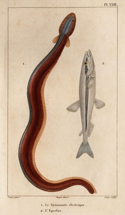 Electric Gymnonote og Smelt." Fauna des Mdecins eller historien om dyr og deres produkter af Hippolyte Cloquet" - bind 6 - 1825. af Hippolyte Cloquet