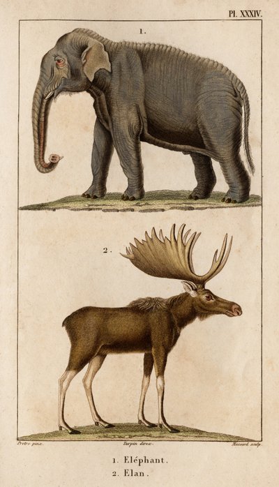 Elephant and Elan." "Fauna des Mdecins eller historien om dyr og deres produkter af Hippolyte Cloquet" - bind 6 - 1825. af Hippolyte Cloquet
