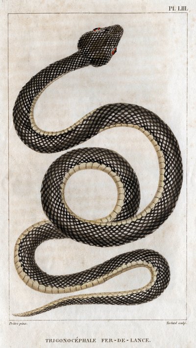 Repræsentation af Trigonocephale - Spydspids: krybdyr. Tallerken fra "" lægernes fauna eller dyrenes historie og deres produkter" af Hippolyte Cloquet