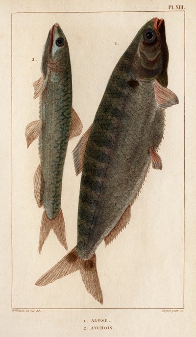 Shad and Ansjos." "Fauna des Mdecins eller historie om dyr og deres produkter af Hippolyte Cloquet" - bind 6 - 1825. af Hippolyte Cloquet