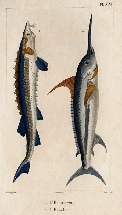 Stør og sværdfisk." "Fauna des Mdecins eller historien om dyr og deres produkter af Hippolyte Cloquet" - bind 6 - 1825. af Hippolyte Cloquet