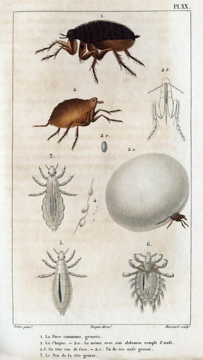 Den almindelige chic, Pouen." Fauna des Médecins eller dyrenes historie og deres produkter af Hippolyte Cloquet" - bind 6 - 1825. af Hippolyte Cloquet