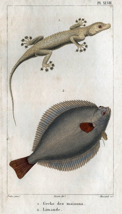 Gekkoen af huse og Limand. Tallerken taget fra "" Fauna af fysik eller historie om dyr og deres produkter"" af Hippolyte Cloquet af Hippolyte Cloquet