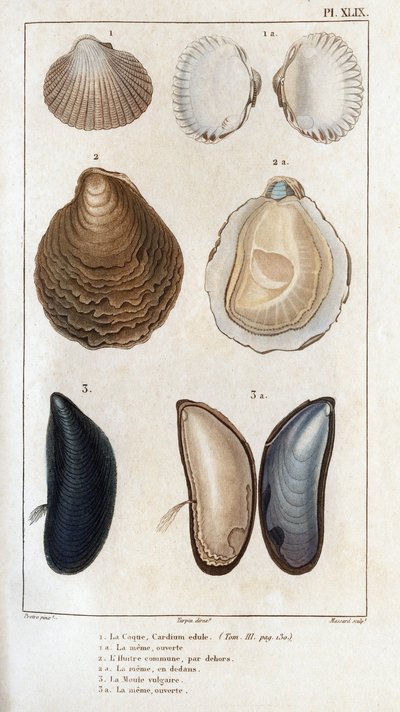 Skroget, det samme åbne, den almindelige østers, den samme åbne, den vulgære skimmel, den samme åbne." Lægers fauna eller dyrenes historie og deres produkter af Hippolyte Cloquet"" - af Hippolyte Cloquet