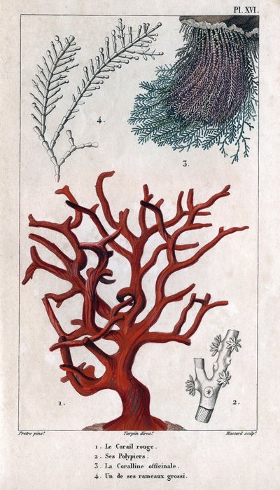 Den røde koral, dens polypier, coralline officinale, en af de grove grene. i "" Fauna af havnene eller historie om dyr og deres produkter af Hippolyte Cloquet"" - bind 6 - 1825. af Hippolyte Cloquet